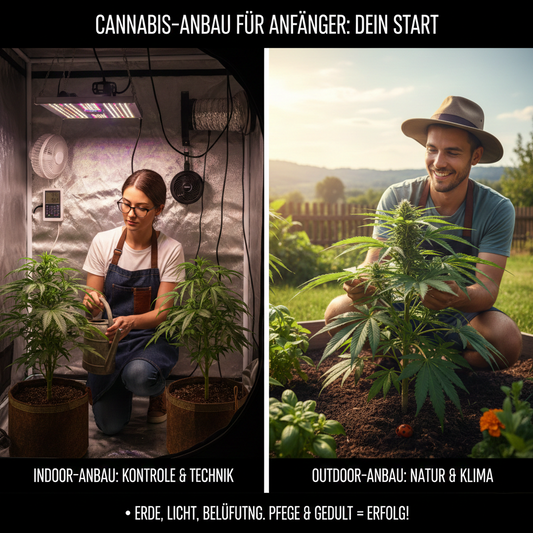 Die Grundlagen des Cannabis-Growings für Anfänger